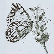 ক্যামেলিয়া আফরোজ