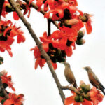 সামস রবি