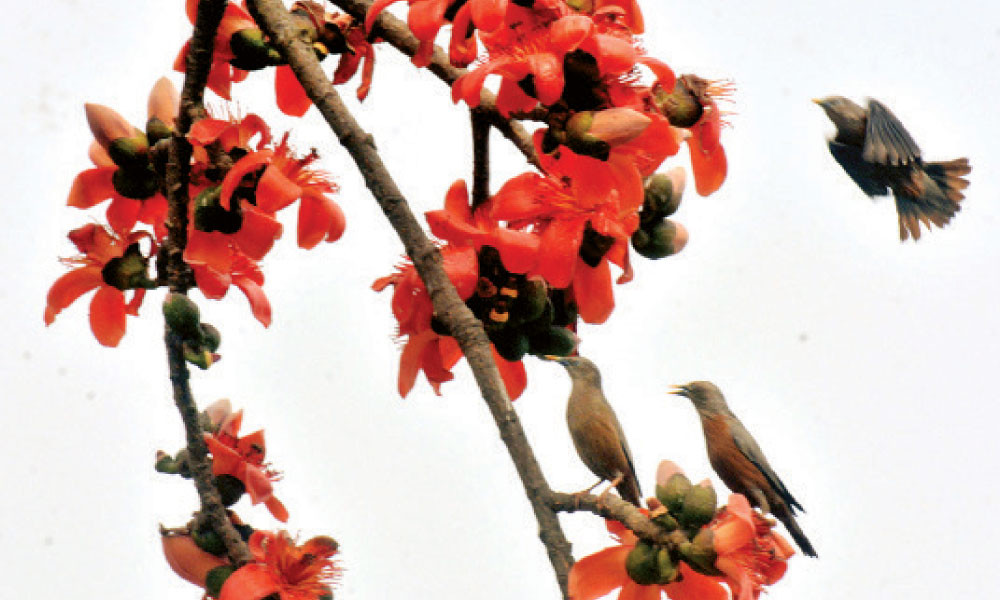 বসন্ত গুলো চলে যাচ্ছে এক এক করে