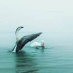 মরাল-মনস্তাপ রিয়াজ খান-হৃদয়