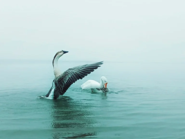 মরাল-মনস্তাপ